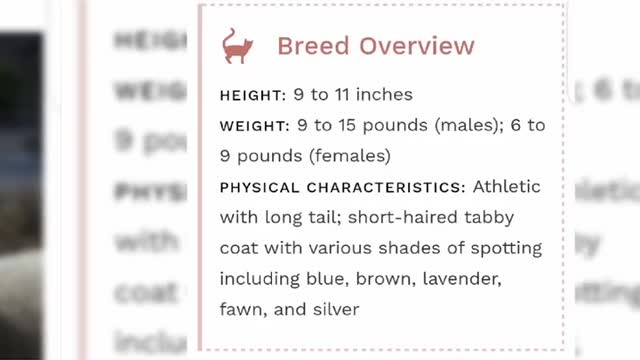 15 American cat breeds