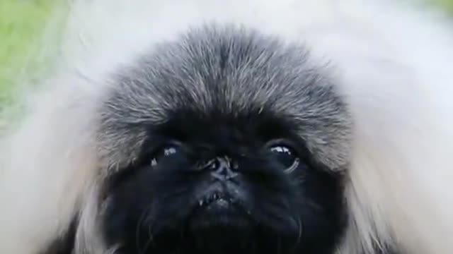 looks like a pekingese. I used to have one. So cute!! 😂