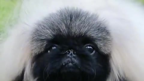 looks like a pekingese. I used to have one. So cute!! 😂