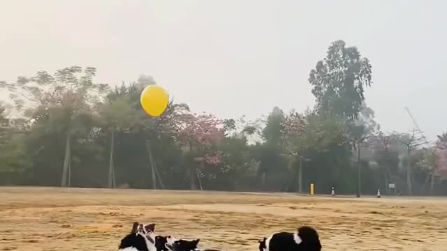 Dogs play with balloon