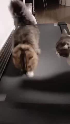 A GIGGLE FOR 2-2-25 😹SILLY CATS HAVING FUN ON A TREADMILL