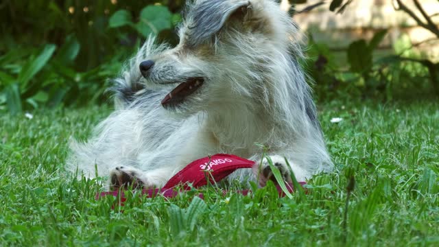 Dog playing