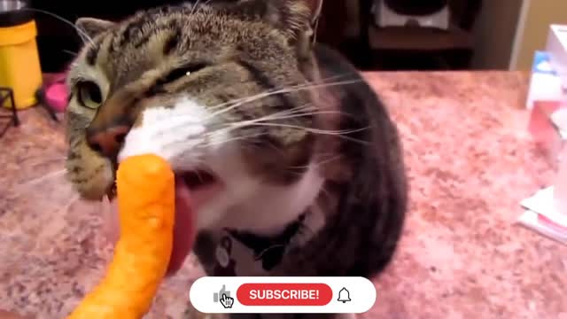 Funny cat eating food