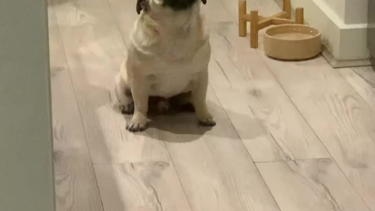 Hungry Pug