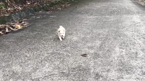 Angry and upset puppy refuses to come home