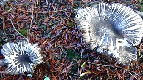 Mushrooms