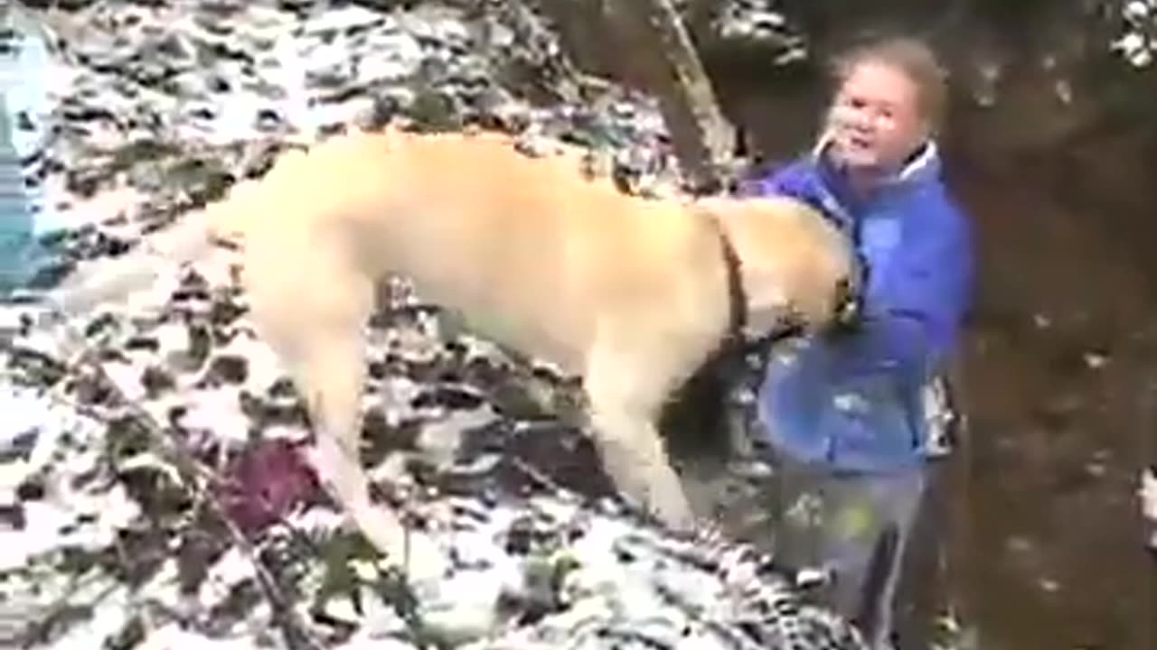 Dogs Love to Have Fun in the Snow #shorts #viral #shortsvideo #video