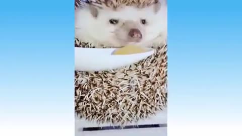 Funniest Animal Videos can't help but laugh 🤣😂😂 #short #animal #funny