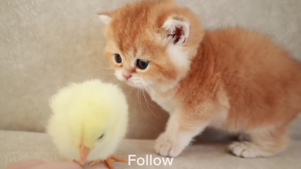 Kittens walk with a tiny chicken