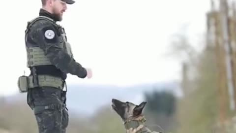 Dog 🐕 tacticsl k-9 family 🤍