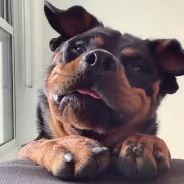 Funniest Animals of 2023