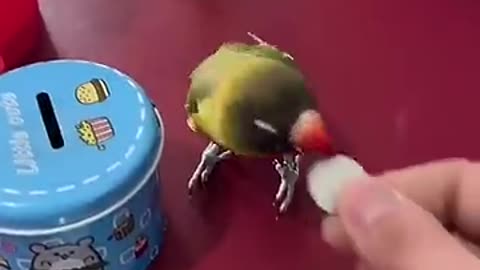 Smart parrot 🦜