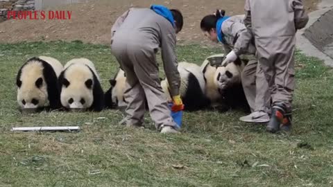 Feeding cute pandas