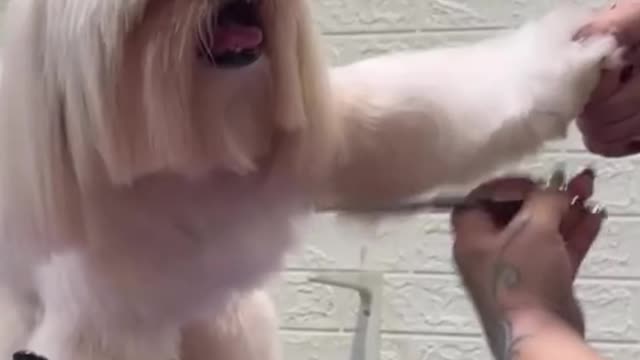 This is the kind of dog hair that needs careful care