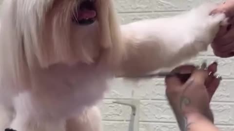 This is the kind of dog hair that needs careful care