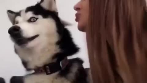 Adorable Husky Reaction Refusing To Be Kissed