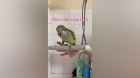 FUNNY AND CUTE PARROTS - TRY NOT TO LAUGH!! ❤️🦜