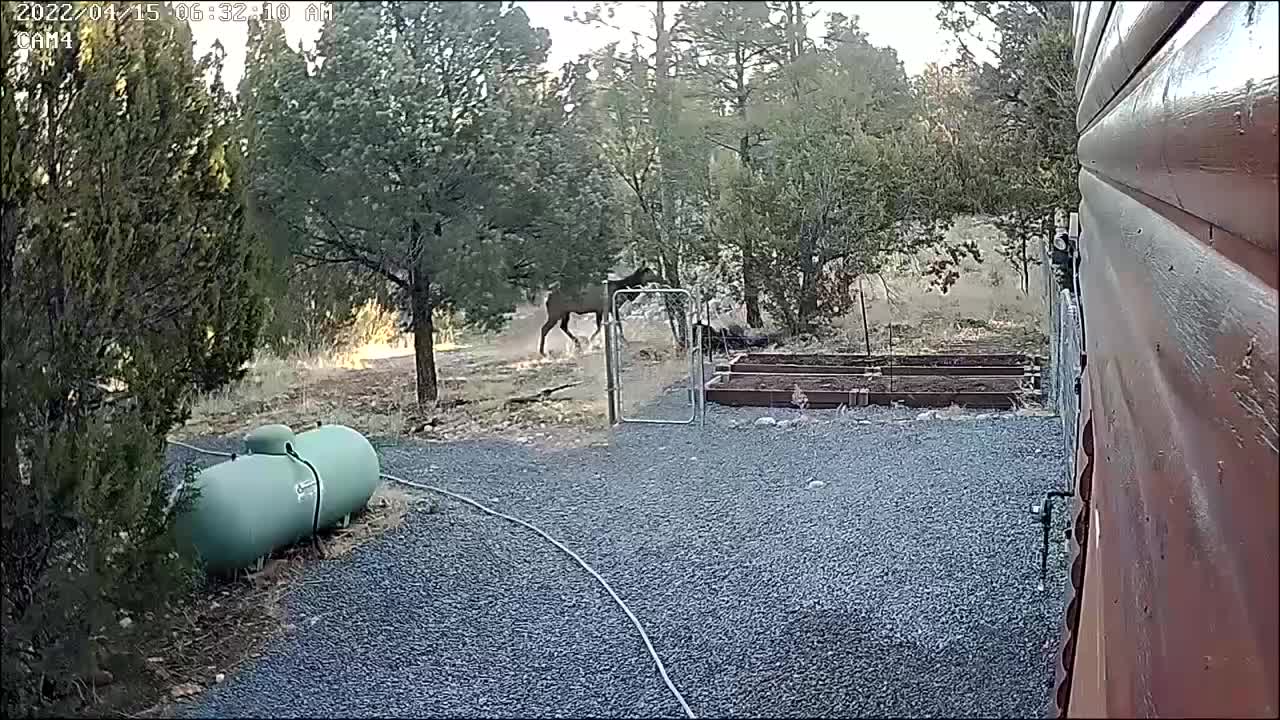 Elk hopping my fence