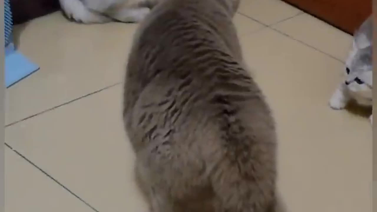 Cat Is Funny_shorts