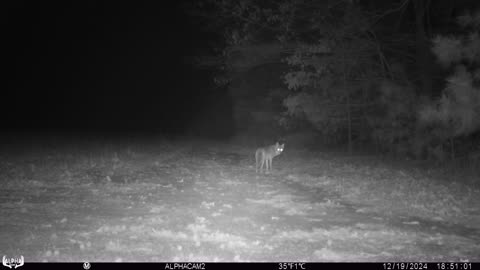 Coyote exploring