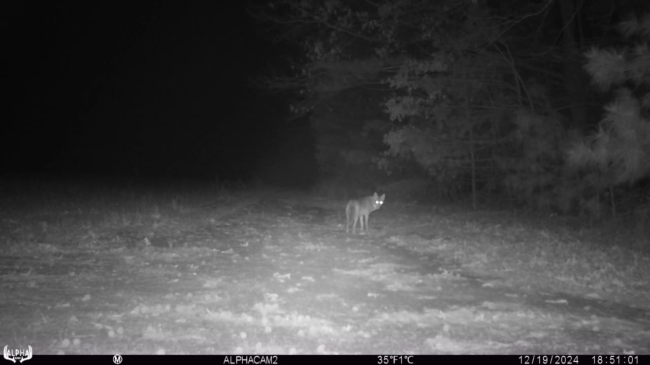 Coyote exploring