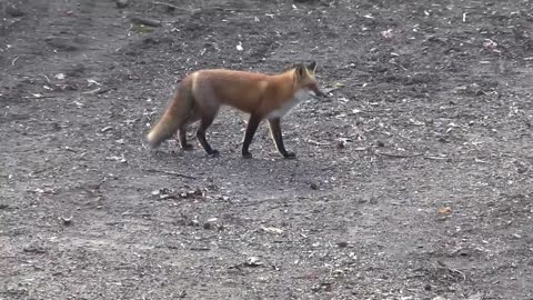 Fox Catches Squirrel #funny Squirrel