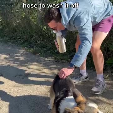 Beautiful clips dogs