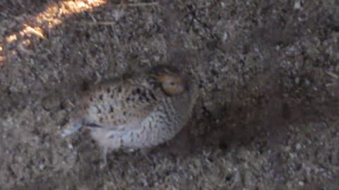 Button quail chicks