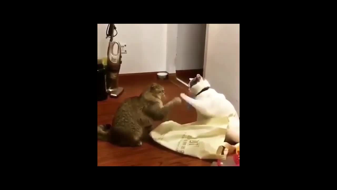 Funniest Moment With funny Cats - I heart cats