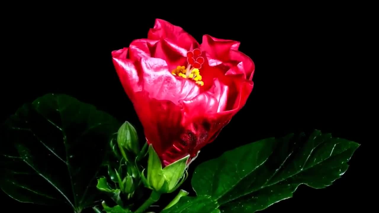 zero-project - Missing and Time-Lapse Flowers Bloom