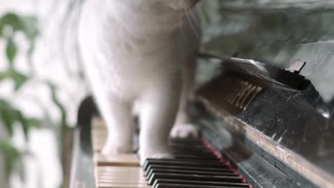 Funny cats