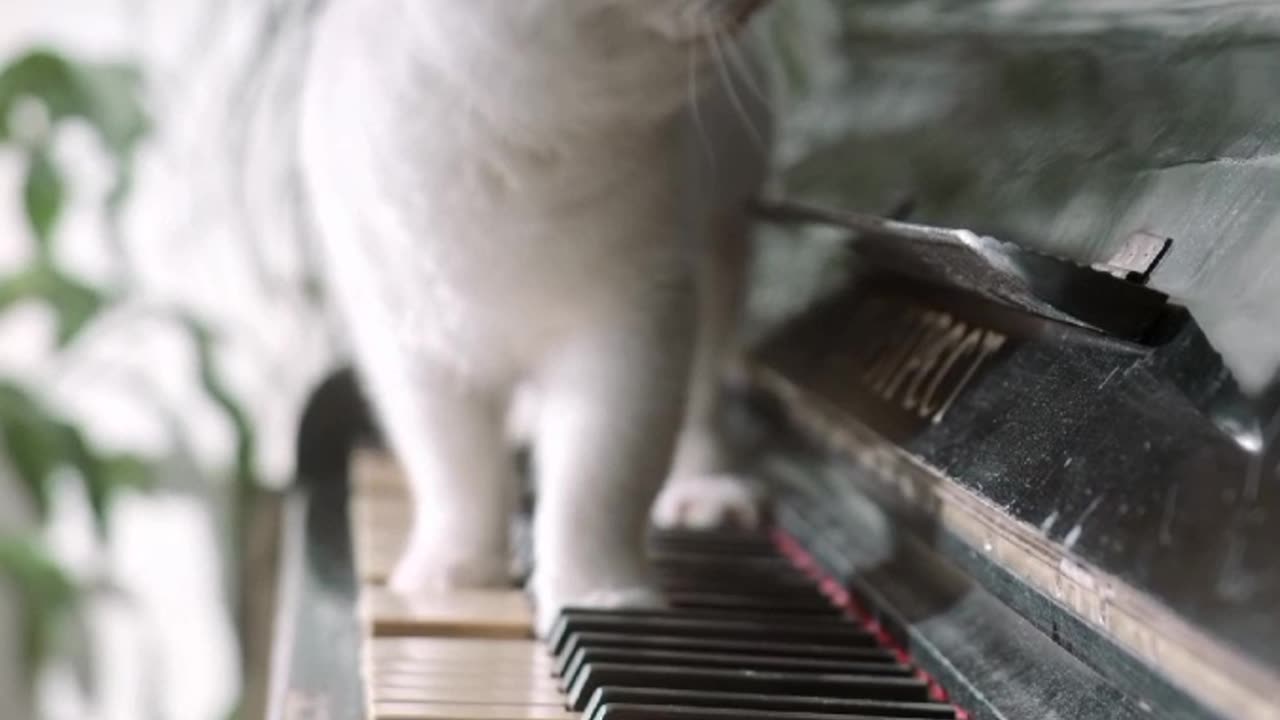 Funny cats
