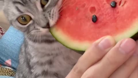 Beautiful baby cat eating water melon with your owner.😲😲