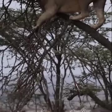 OMG OMG OMG!! Buffalo KILLS LIONS