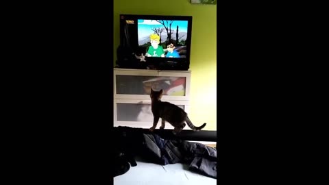 Funny animal videos