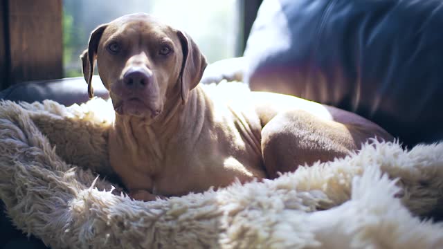 Dog Indoor Sheepskin Chair Curled