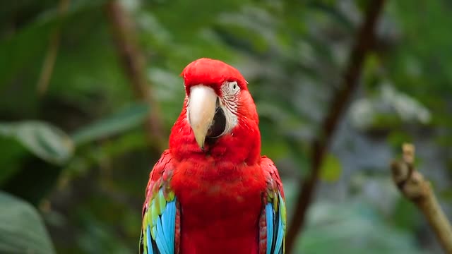 Bird parrot nature.