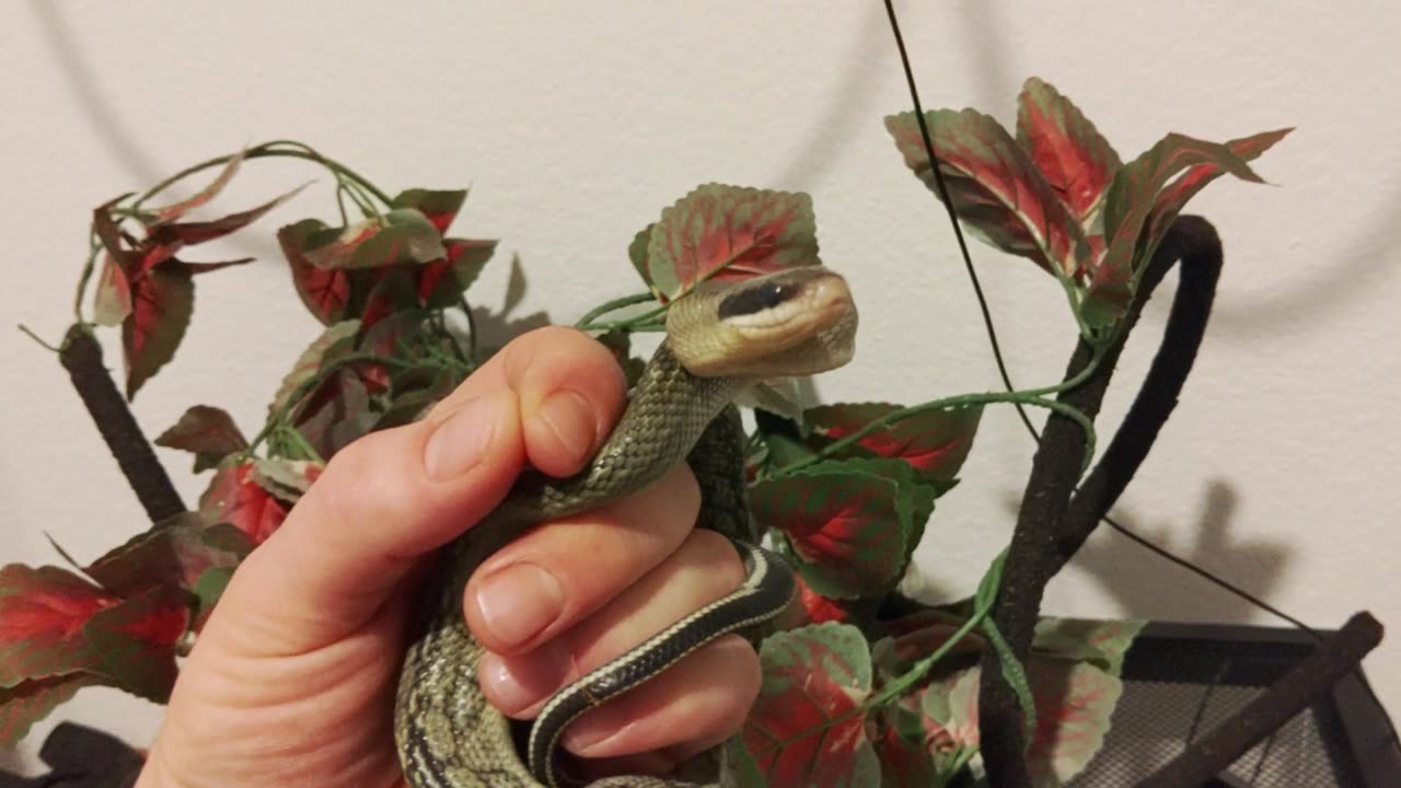 Snake Feeding EP.5