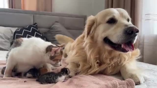 Golden Retriever Meets Mom Cat with Newborn Kittens for the First Time