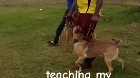 Dogs training