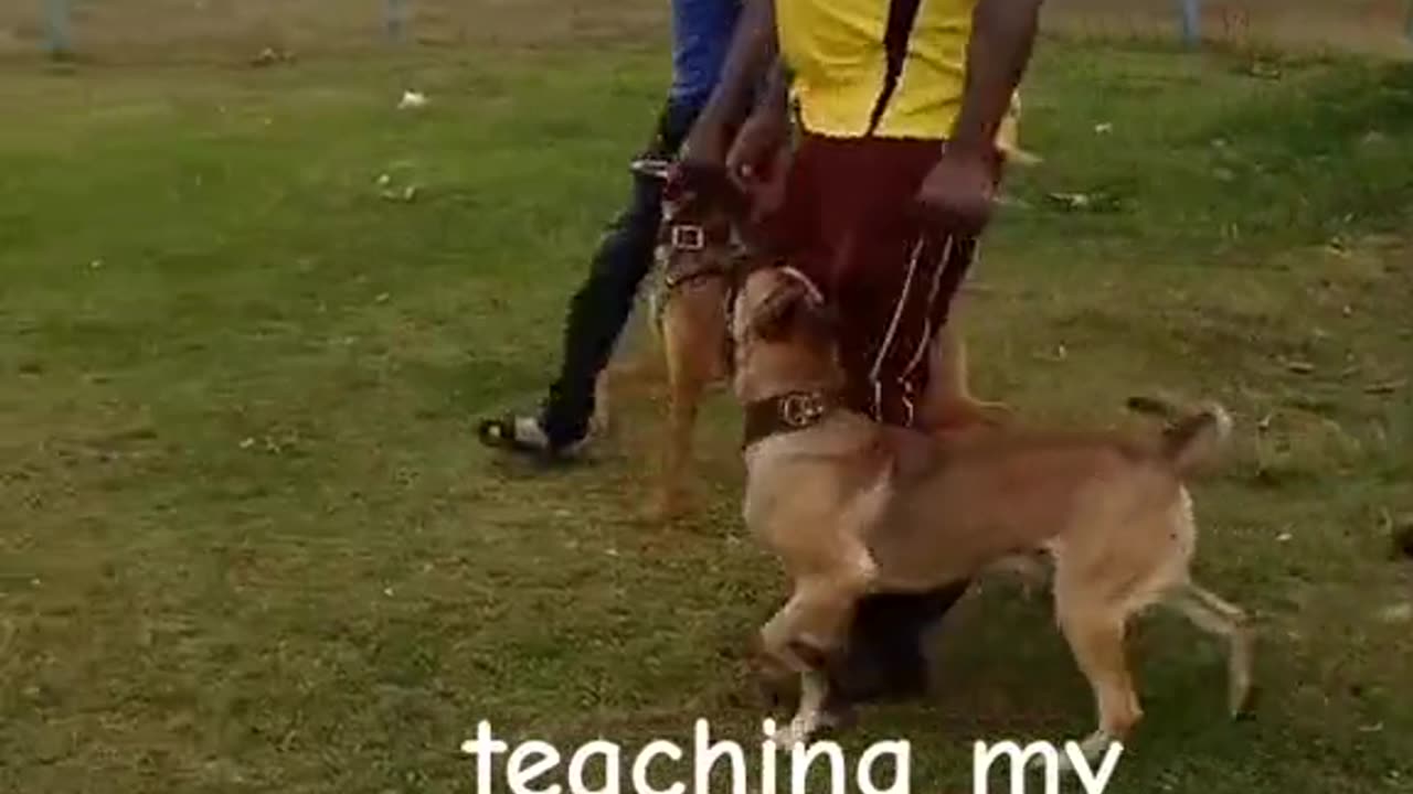 Dogs training