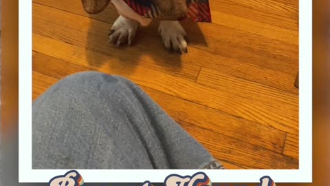 Patriotic Basset Hound Thinks Its Name Is Chicken