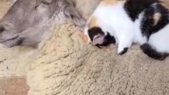 Cat gives deep tissue massage sheep