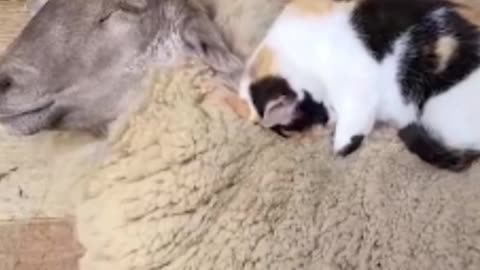 Cat gives deep tissue massage sheep
