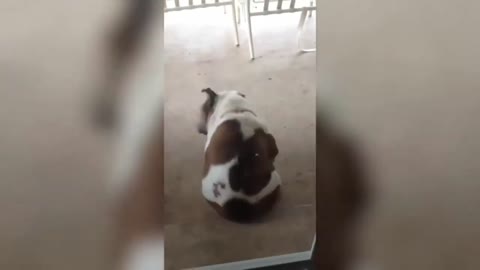 Watch dog funny video 🤣