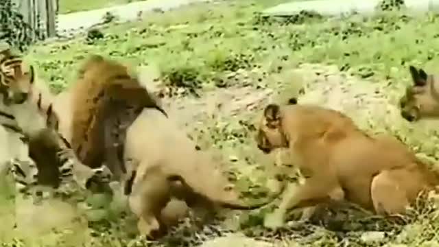 Dangerous fighting of lion and tiger.😱