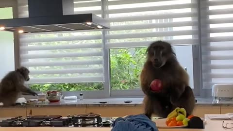 Baboons caught stealing food from kitchen