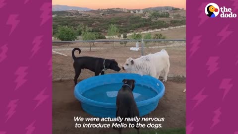 This Cow Wants To Be Wherever His Favorite People Are | The Dodo Little But Fierce