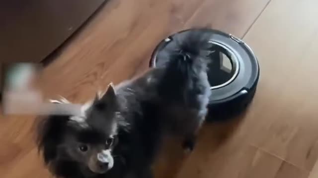 Dog Gets Scared When Robotic Vacuum Cleaner Bumps Into Them From Behind