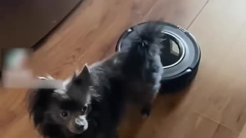 Dog Gets Scared When Robotic Vacuum Cleaner Bumps Into Them From Behind